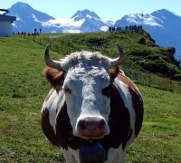 Swiss Alps Walking Tour - Eiger to Kandersteg