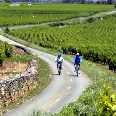 Burgundy Biking Tour